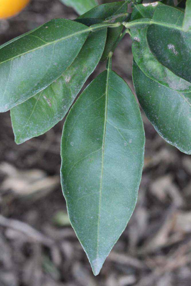              Unifoliolate leaf (Riverside, CA)       
